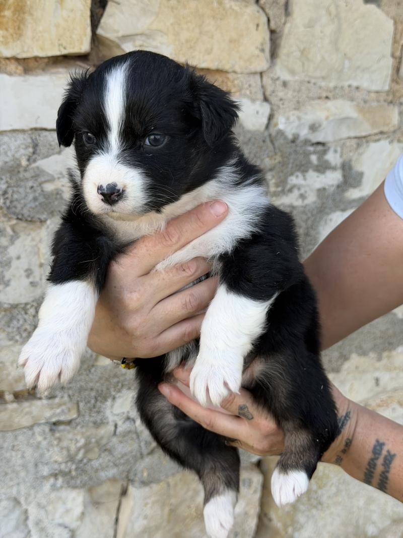 BLUE Femelle Berger australien