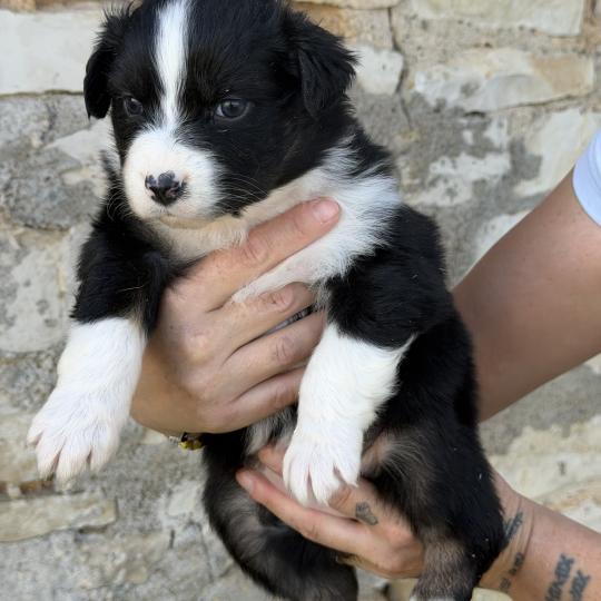 BLUE Femelle Berger australien