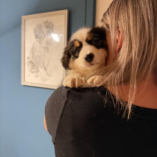 CHANCE Femelle Berger australien