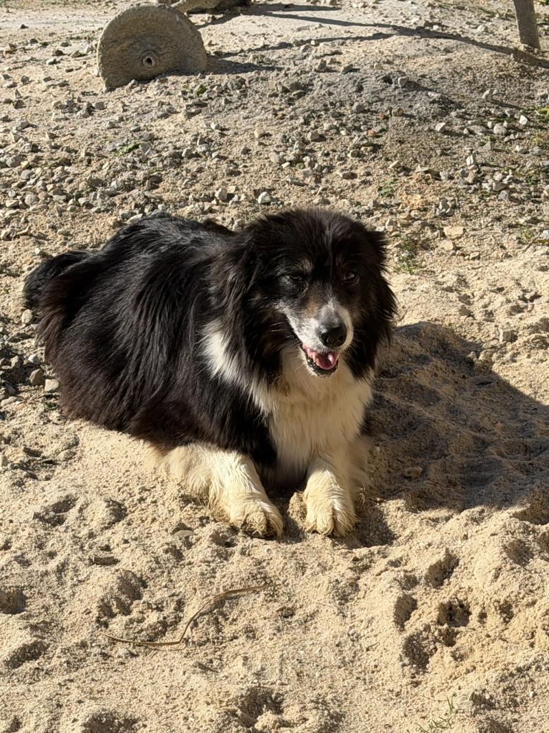 CHANCE Femelle Berger australien