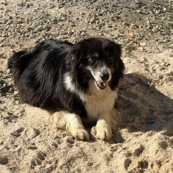 chien Berger australien CHANCE Berger australien des fauminards
