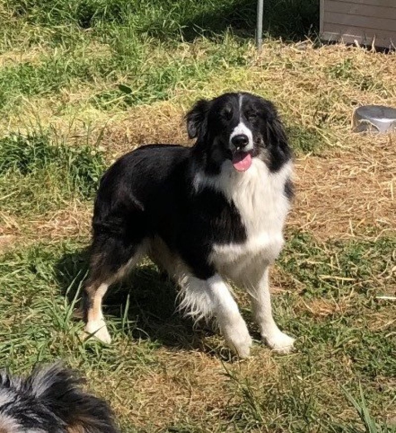 CHANCE Femelle Berger australien