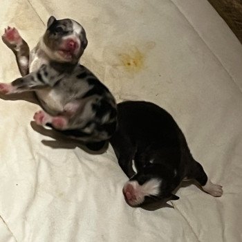 chiot Berger australien Bleu merle Vito Berger australien des fauminards