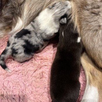 chiot Berger australien Bleu merle Vito Berger australien des fauminards