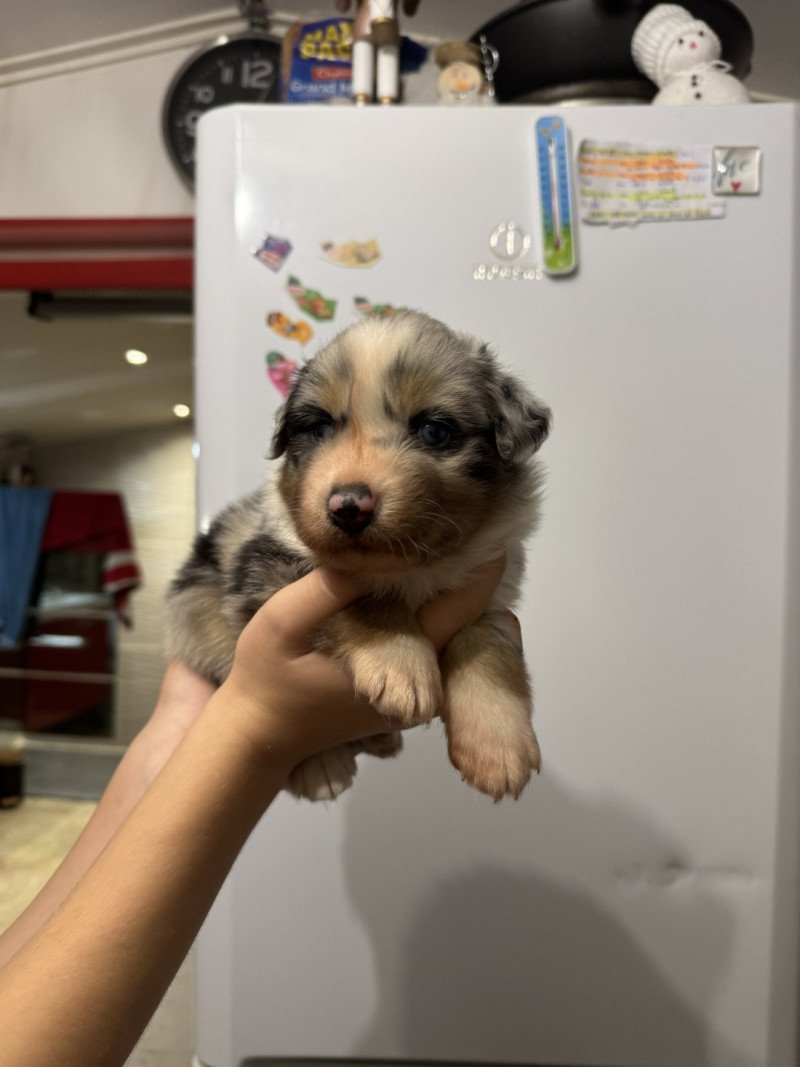 ARÈS Mâle Berger australien