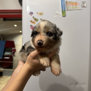 chiot Berger australien Bleu merle ARÈS Berger australien des fauminards