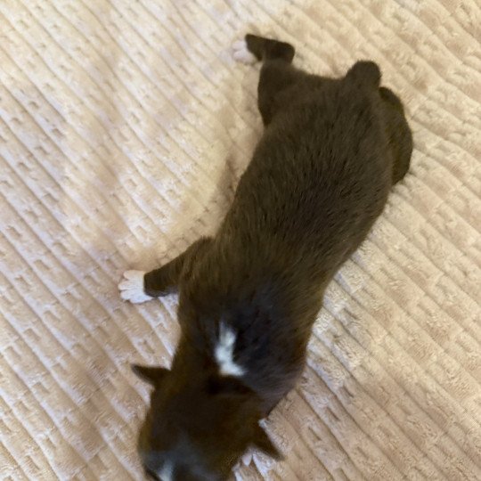 chiot Berger australien Chiot 1 Berger australien des fauminards