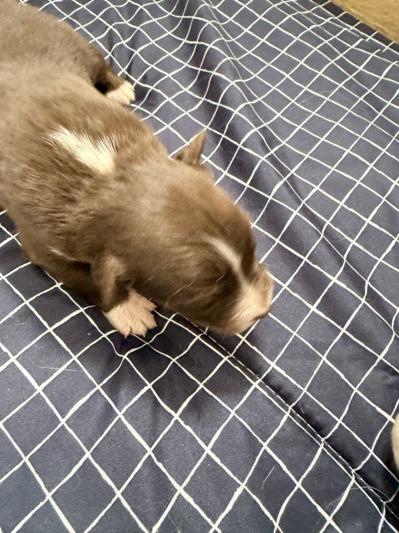 Chiot 1 des fauminards Mâle Berger australien