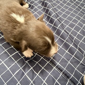 chiot Berger australien Rouge tricolore Chiot 1 Berger australien des fauminards chiot Berger australien Rouge tricolore Chiot 1 Berger australien des fauminards