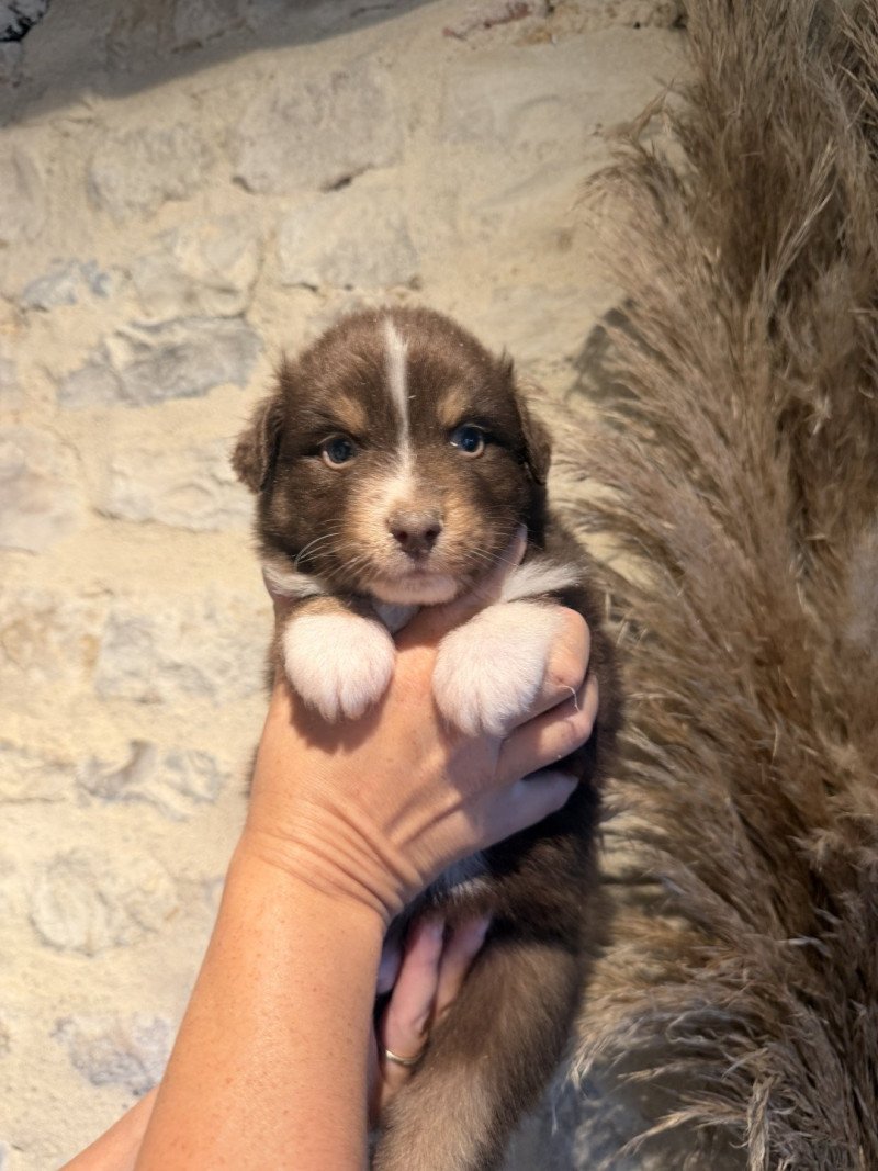 ASKO Mâle Berger australien
