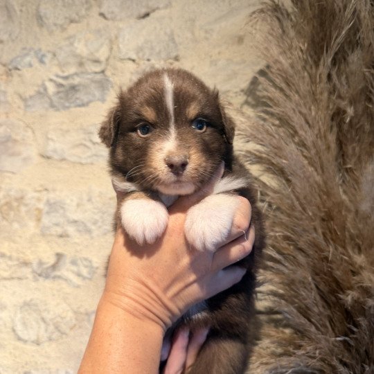 chiot Berger australien Rouge tricolore Chiot 1 Berger australien des fauminards