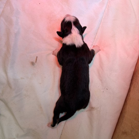 chiot Berger australien noir tricolore chiot 1 Berger australien des fauminards