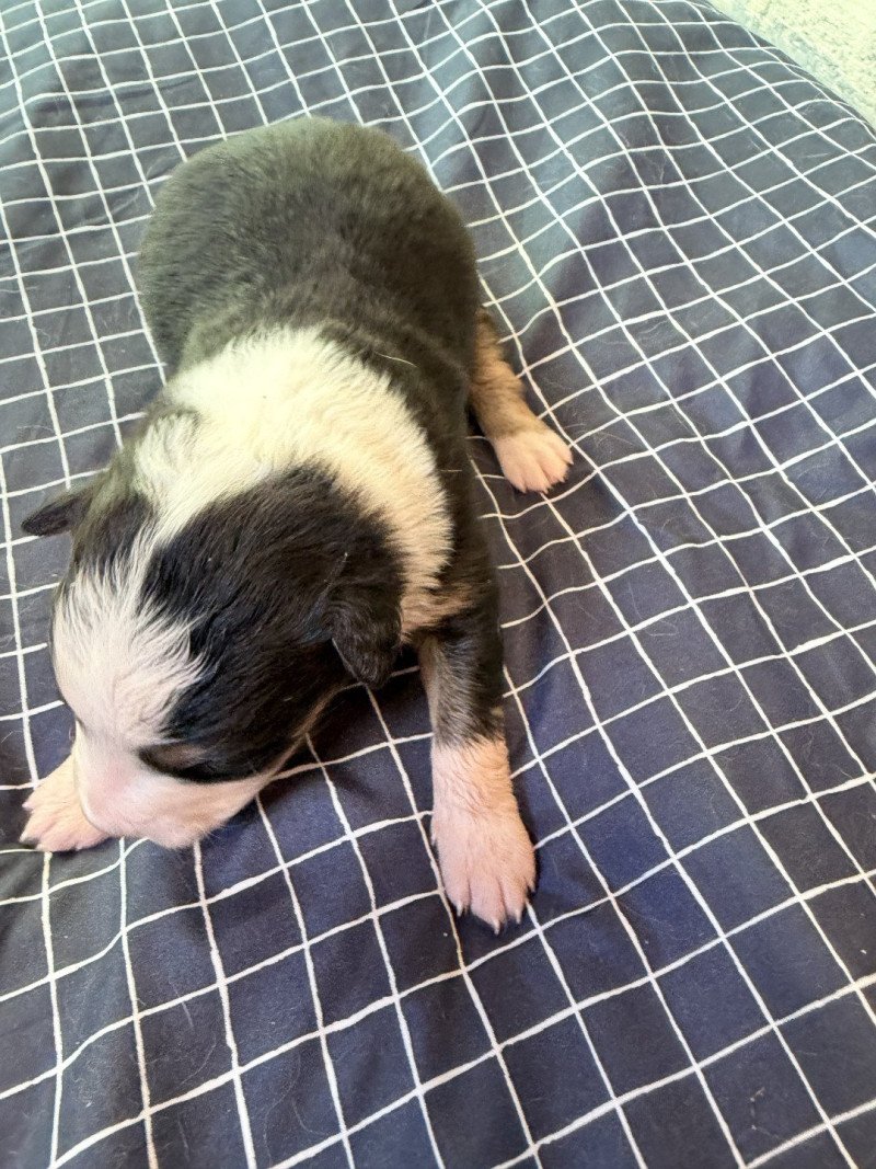 chiot 1 des fauminards Femelle Berger australien