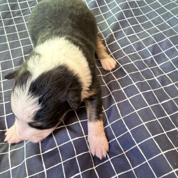 chiot Berger australien noir tricolore chiot 1 Berger australien des fauminards chiot Berger australien noir tricolore chiot 1 Berger australien des fauminards