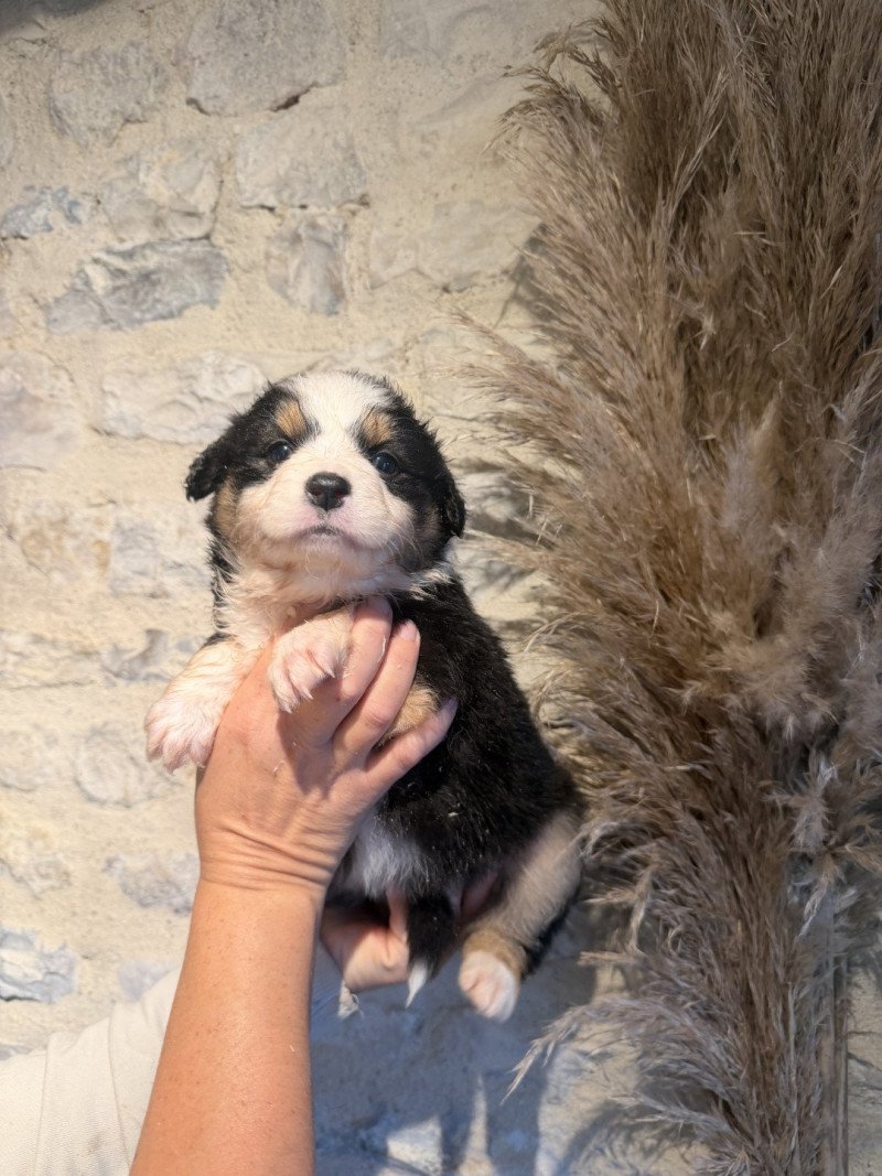 chiot 1 des fauminards Femelle Berger australien