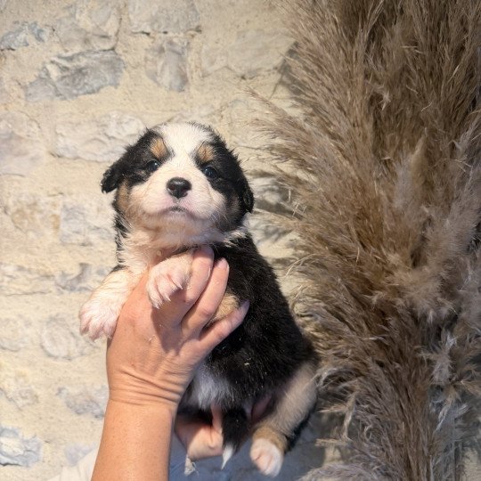 chiot 1 des fauminards Femelle Berger australien