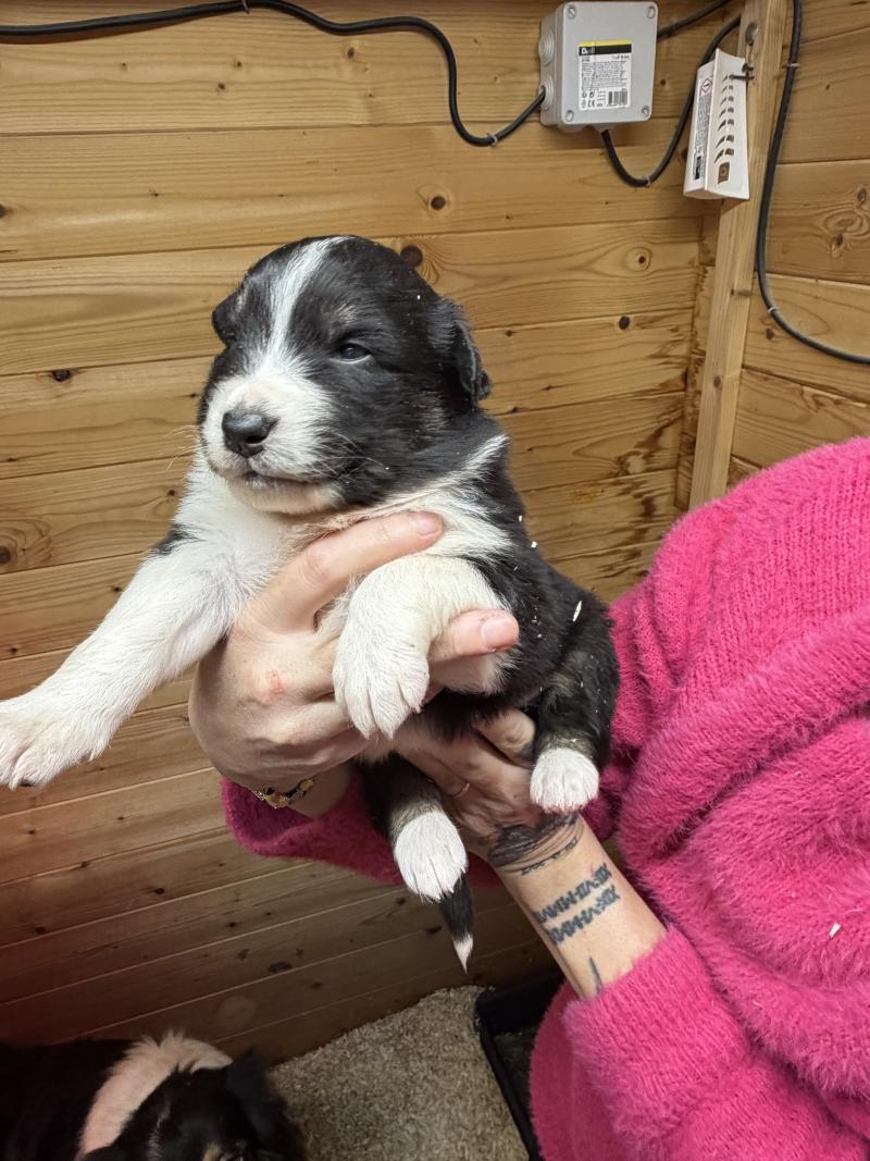 LEO Mâle Berger australien