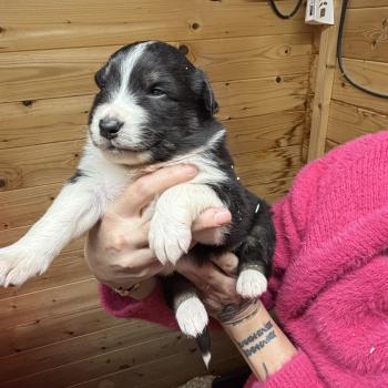 chiot Berger australien noir tricolore LEO Berger australien des fauminards