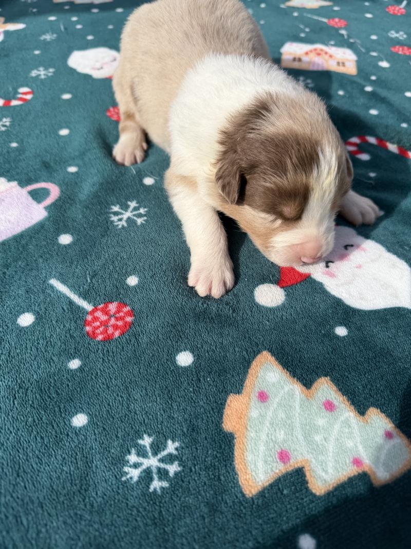 chiot. 1 Femelle Berger australien