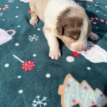 chiot Berger australien rouge merle chiot. 1 Berger australien des fauminards