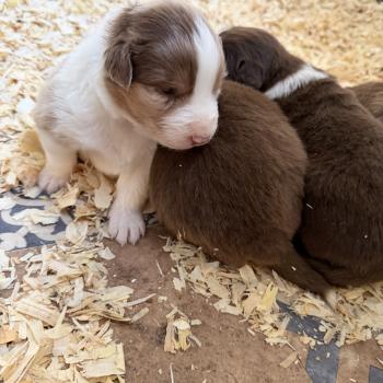 chiot Berger australien rouge merle chiot. 1 Berger australien des fauminards