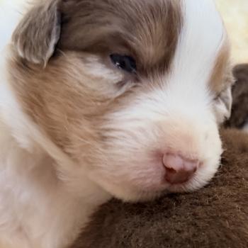 chiot Berger australien rouge merle chiot. 1 Berger australien des fauminards