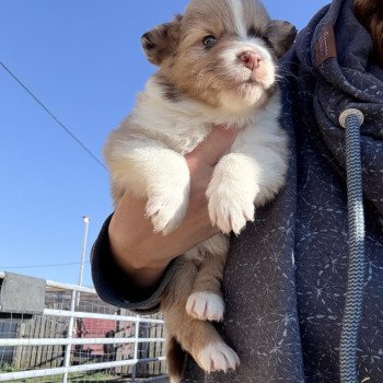 chiot Berger australien Rouge merle Ace des Fauminards Berger australien des fauminards chiot Berger australien Rouge merle Ace des Fauminards Berger australien des fauminards