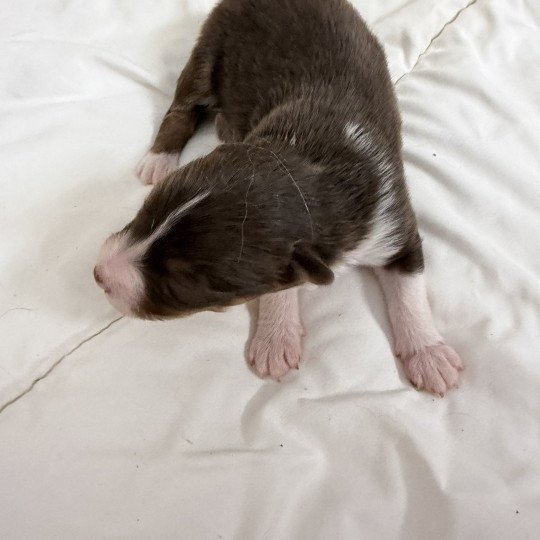 chiot Berger australien Rouge tricolore Chiot 1 Berger australien des fauminards