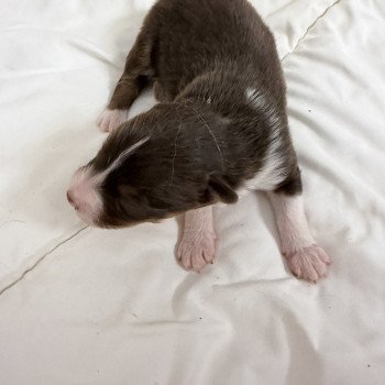 chiot Berger australien Rouge tricolore Chiot 1 Berger australien des fauminards chiot Berger australien Rouge tricolore Chiot 1 Berger australien des fauminards