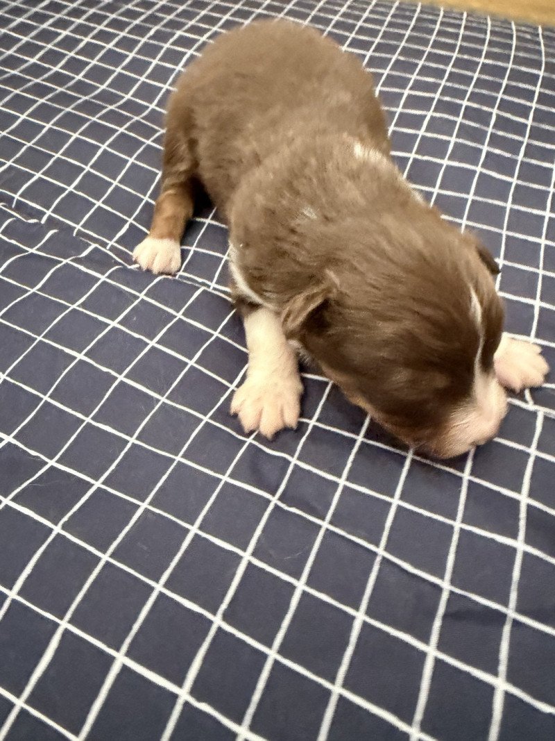 Chiot 1 des fauminards Mâle Berger australien