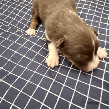 chiot Berger australien Rouge tricolore Chiot 1 Berger australien des fauminards chiot Berger australien Rouge tricolore Chiot 1 Berger australien des fauminards