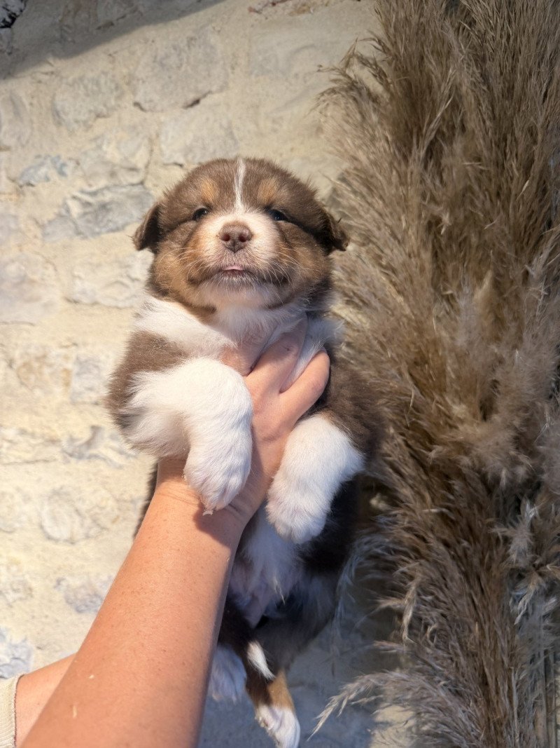 ARIS Mâle Berger australien