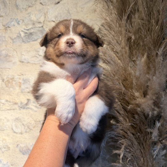 chiot Berger australien Rouge tricolore Chiot 1 Berger australien des fauminards