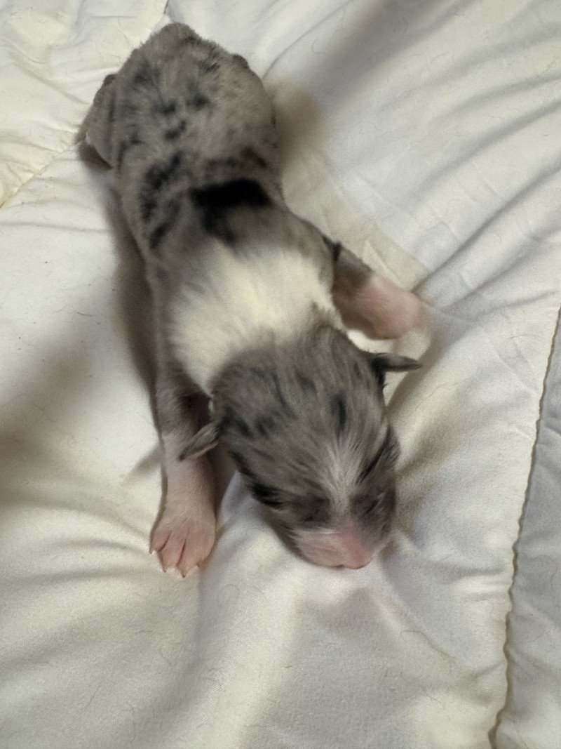 VAYA Femelle Berger australien