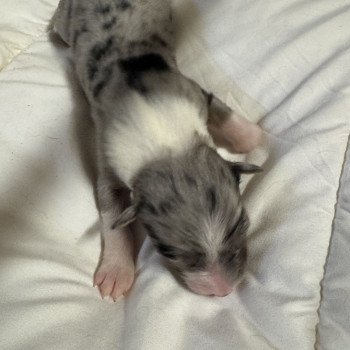 chiot Berger australien bleu merle chiot 1 Berger australien des fauminards