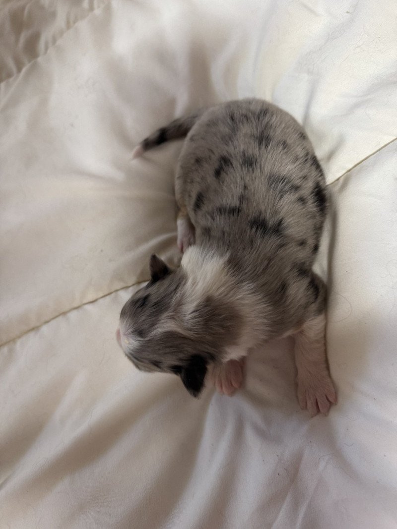 VITIA Femelle Berger australien