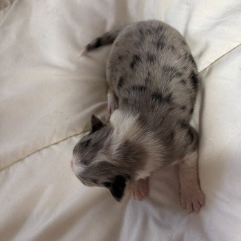 chiot Berger australien bleu merle chiot 2 Berger australien des fauminards