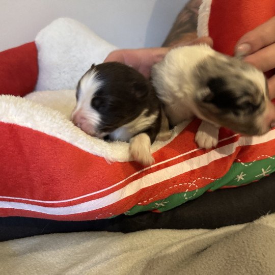 chiot Berger australien Rouge tricolore Volt Berger australien des fauminards