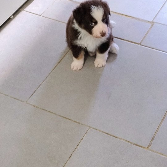 chiot Berger australien Rouge tricolore VOLT Berger australien des fauminards