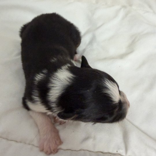 chiot Berger australien Noir tricolore Chiot 2 Berger australien des fauminards