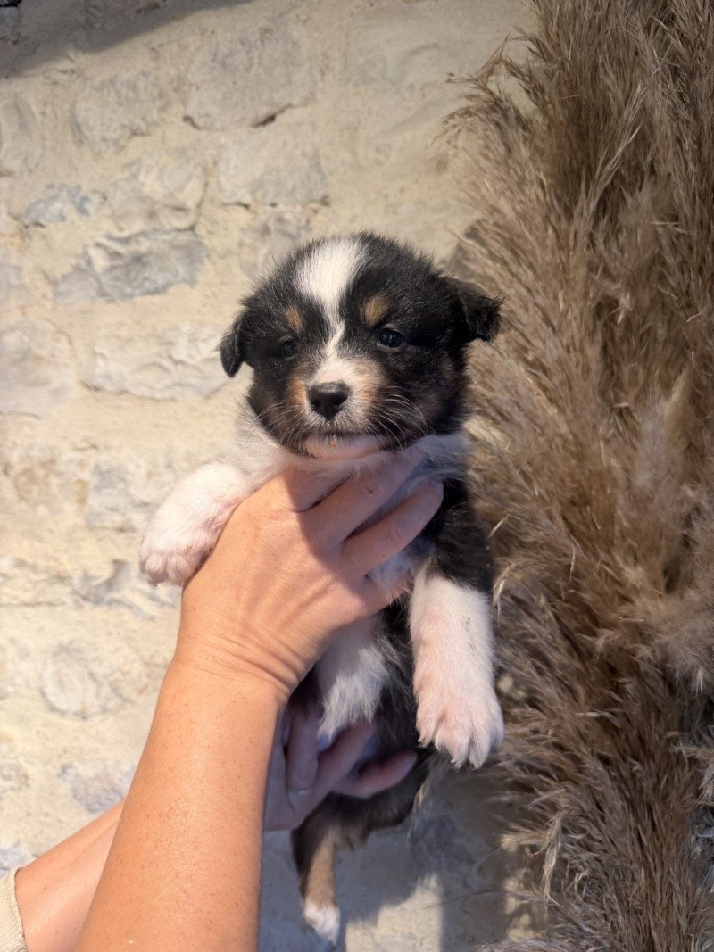 Chiot 2 Femelle Berger australien