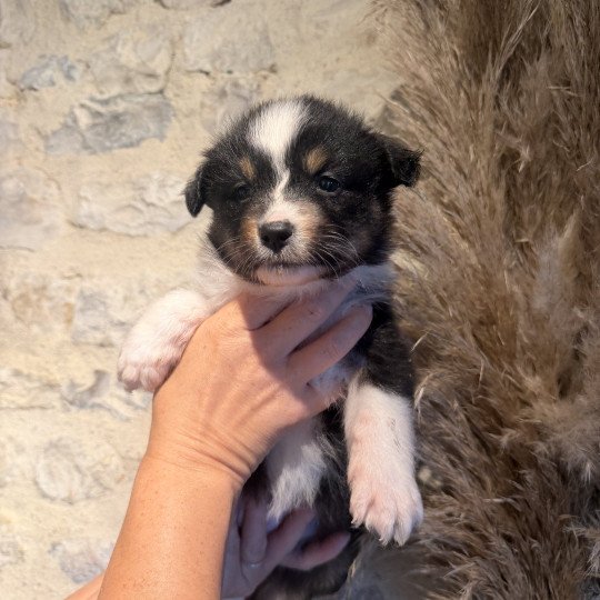 chiot Berger australien Noir tricolore Chiot 2 Berger australien des fauminards