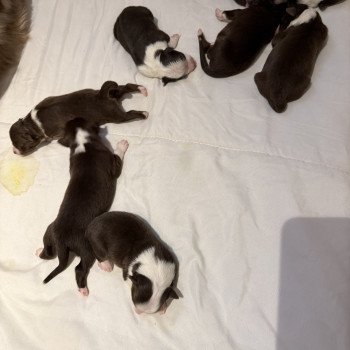 chiot Berger australien Rouge tricolore Chiot 2 Berger australien des fauminards chiot Berger australien Rouge tricolore Chiot 2 Berger australien des fauminards