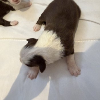 chiot Berger australien Rouge tricolore Chiot 2 Berger australien des fauminards chiot Berger australien Rouge tricolore Chiot 2 Berger australien des fauminards