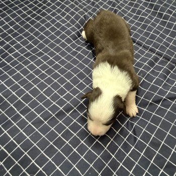 chiot Berger australien Rouge tricolore Chiot 2 Berger australien des fauminards chiot Berger australien Rouge tricolore Chiot 2 Berger australien des fauminards