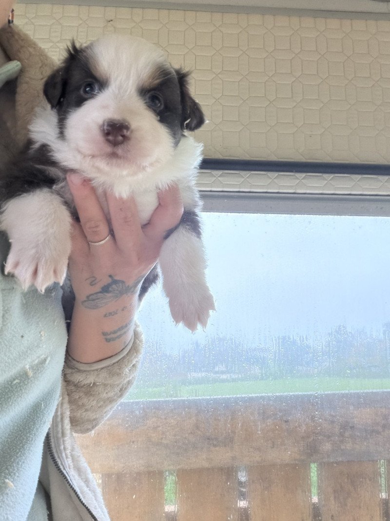 KODA Mâle Berger australien