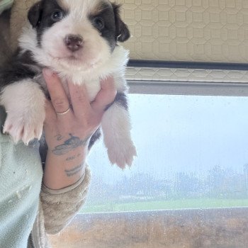 chiot Berger australien Rouge tricolore Chiot 2 Berger australien des fauminards