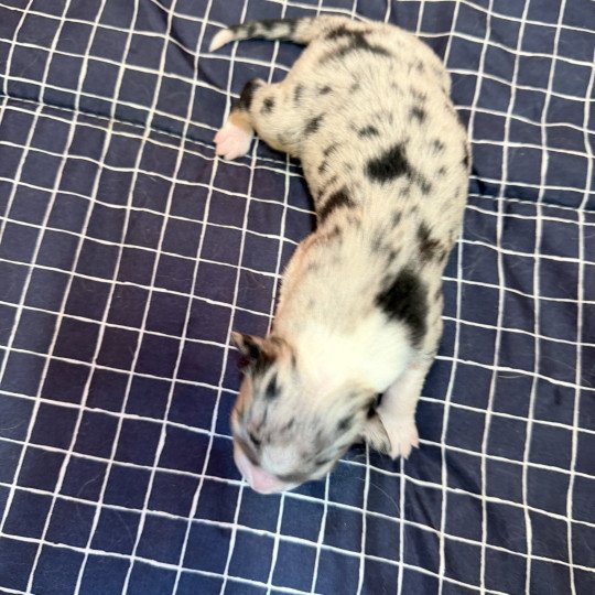 chiot Berger australien bleu merle chiot 2 Berger australien des fauminards