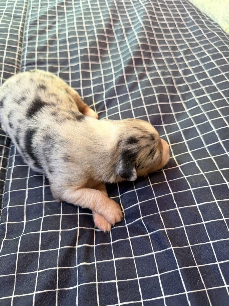 chiot 2 des fauminards Mâle Berger australien