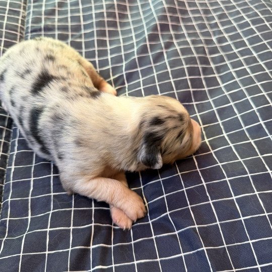 chiot 2 des fauminards Mâle Berger australien